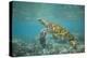 Green Sea Turtle Swimming in Shallow Water-DLILLC-Premier Image Canvas