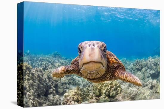 Green sea turtle swimming over a reef, Hawaii-David Fleetham-Premier Image Canvas