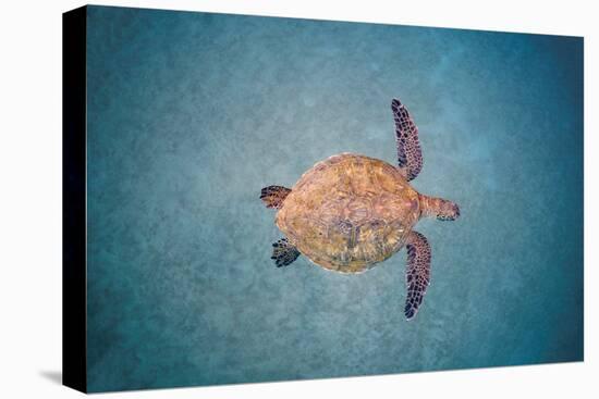 Green sea turtle swimming over sand seabed, Hawaii-David Fleetham-Premier Image Canvas