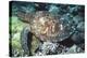 Green Sea Turtle-Georgette Douwma-Premier Image Canvas