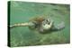 Green Sea Turtle-DLILLC-Premier Image Canvas
