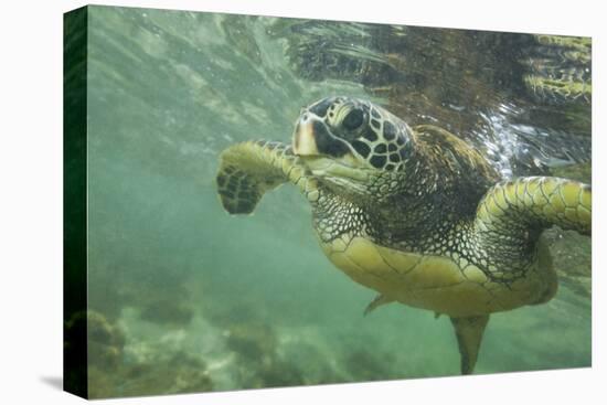 Green Sea Turtle-DLILLC-Premier Image Canvas