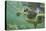 Green Sea Turtle-DLILLC-Premier Image Canvas