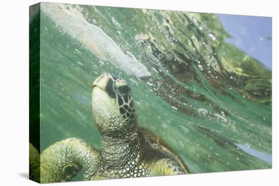 Green Sea Turtle-DLILLC-Premier Image Canvas
