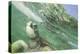 Green Sea Turtle-DLILLC-Premier Image Canvas