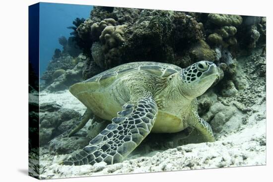 Green Sea Turtles (Chelonia Mydas) Common around Pom Pom Island-Louise Murray-Premier Image Canvas