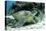 Green Sea Turtles (Chelonia Mydas) Common around Pom Pom Island-Louise Murray-Premier Image Canvas