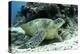 Green Sea Turtles (Chelonia Mydas) Common around Pom Pom Island-Louise Murray-Premier Image Canvas