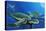 Green Sea Turtles-Durwood Coffey-Premier Image Canvas