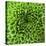 GREEN SHAMROCK CHRYSANTHEMUM-Clive Nichols-Premier Image Canvas