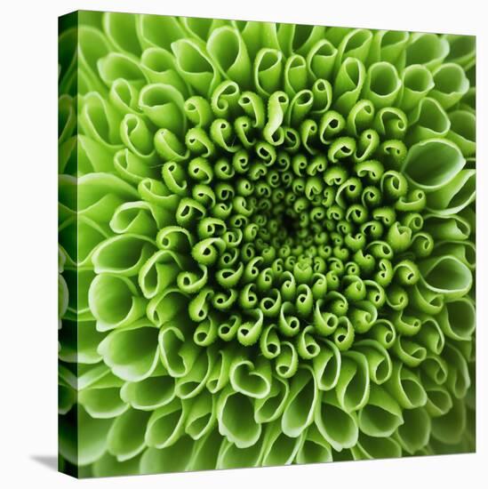 GREEN SHAMROCK CHRYSANTHEMUM-Clive Nichols-Premier Image Canvas