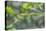 Green snake, New Smyrna Beach, Florida, Usa-Lisa S. Engelbrecht-Premier Image Canvas