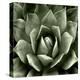 Green Succulent II-Mia Jensen-Stretched Canvas