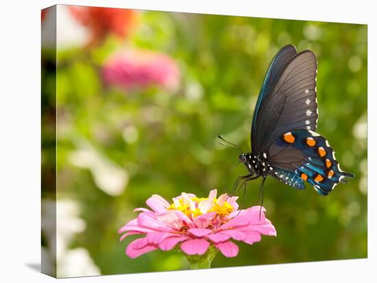 Green Swallowtail Butterfly Feeding On A Pink Zinnia In Sunny Summer Garden-Sari ONeal-Premier Image Canvas