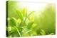 Green Tea Bud and Leaves.Shallow Dof.-Liang Zhang-Premier Image Canvas