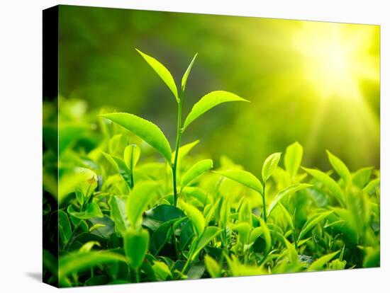 Green Tea Bud and Leaves. Tea Plantations, Kerala, India-f9photos-Premier Image Canvas