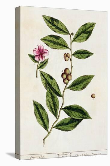 Green Tea, Plate 351 from A Curious Herbal, Published 1782-Elizabeth Blackwell-Premier Image Canvas