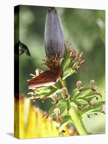 Green Throated Caribbean Hummingbird Attacking Banana Blossom, Dominica, West Indies-John Dominis-Premier Image Canvas