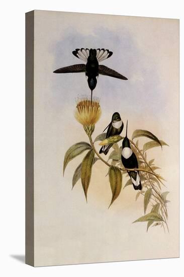 Green-Throated Inca, Bourcieria Fulgidigula-John Gould-Premier Image Canvas