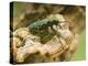 Green Tiger Beetle Captive, Uk April-Andy Sands-Premier Image Canvas