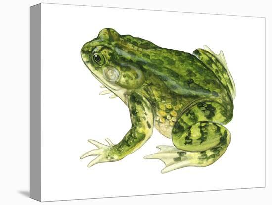 Green Toad (Bufo Debilis), Amphibians-Encyclopaedia Britannica-Stretched Canvas