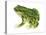Green Toad (Bufo Debilis), Amphibians-Encyclopaedia Britannica-Stretched Canvas