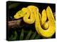 Green Tree Python, Morelia (Chondropython) Viridis, Native to New Guinea-David Northcott-Premier Image Canvas