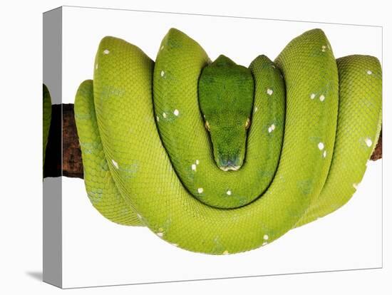 Green Tree Python-Martin Harvey-Premier Image Canvas