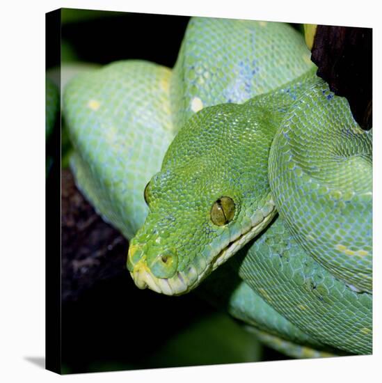 Green Tree Python-null-Premier Image Canvas