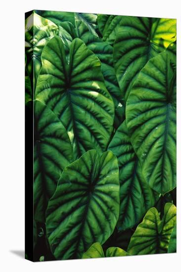 Green Tropical Leaves-Darrell Gulin-Premier Image Canvas