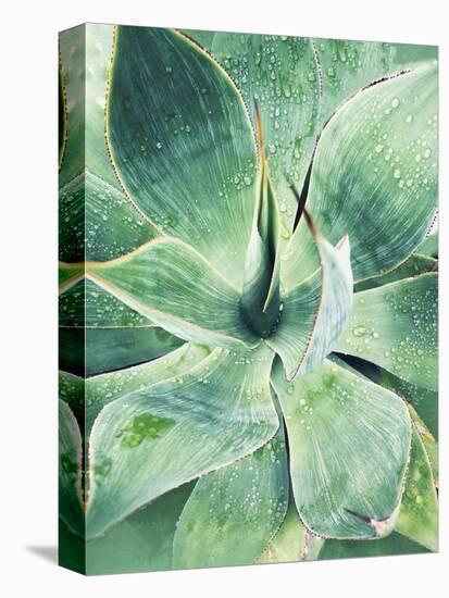 Green Tropical Succulent I-Irena Orlov-Premier Image Canvas