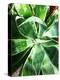 Green Tropical Succulent II-Irena Orlov-Premier Image Canvas