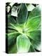 Green Tropical Succulent IV-Irena Orlov-Premier Image Canvas
