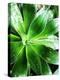 Green Tropical Succulent V-Irena Orlov-Premier Image Canvas