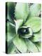 Green Tropical Succulent VI-Irena Orlov-Premier Image Canvas