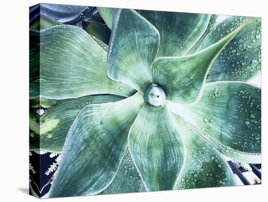 Green Tropical Succulent VII-Irena Orlov-Premier Image Canvas