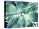 Green Tropical Succulent VII-Irena Orlov-Premier Image Canvas