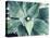 Green Tropical Succulent VIII-Irena Orlov-Premier Image Canvas