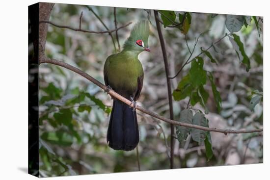 Green turaco perched on branch, Brufut Forest, The Gambia-Bernard Castelein-Premier Image Canvas