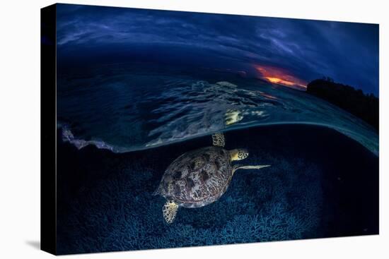 Green Turtle at Sunset-Barathieu Gabriel-Premier Image Canvas