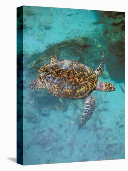 Green Turtle, Bocas Del Torro Island, Panama-Gavriel Jecan-Premier Image Canvas