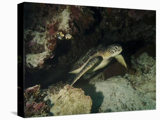 Green Turtle, Bunaken Marine Park, Indonesia-Stocktrek Images-Premier Image Canvas