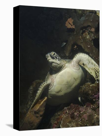 Green Turtle, Bunaken Marine Park, Indonesia-Stocktrek Images-Premier Image Canvas