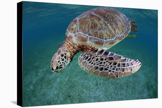Green Turtle (Chelonia Mydas) Akumal, Caribbean Sea, Mexico, January. Endangered Species-Claudio Contreras-Premier Image Canvas