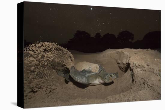 Green Turtle (Chelonia Mydas), Digging Nest. Bijagos Islands, Guinea Bissau. Endangered Species-Pedro Narra-Premier Image Canvas