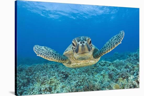 Green Turtle (Chelonia Mydas), Maui, Hawaii, USA-Reinhard Dirscherl-Premier Image Canvas