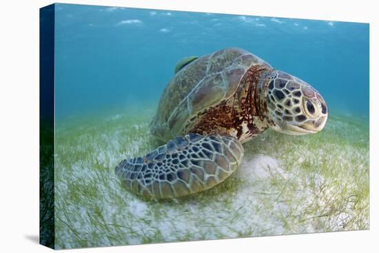 Green Turtle (Chelonia Mydas) over Sea Floor, Akumal, Caribbean Sea, Mexico, January-Claudio Contreras-Premier Image Canvas