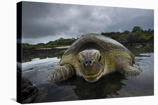 Green Turtle (Chelonia Mydas) Resting in the Shallows of the Coast, Bijagos Islands, Guinea Bissau-Pedro Narra-Premier Image Canvas