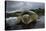 Green Turtle (Chelonia Mydas) Resting in the Shallows of the Coast, Bijagos Islands, Guinea Bissau-Pedro Narra-Premier Image Canvas