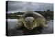 Green Turtle (Chelonia Mydas) Returning to Sea, Bissagos Islands, Guinea Bissau-Pedro Narra-Premier Image Canvas
